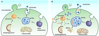 Insights Into the Proteomic Profiling of Extracellular Vesicles for the Identification of Early Biomarkers of Neurodegeneration